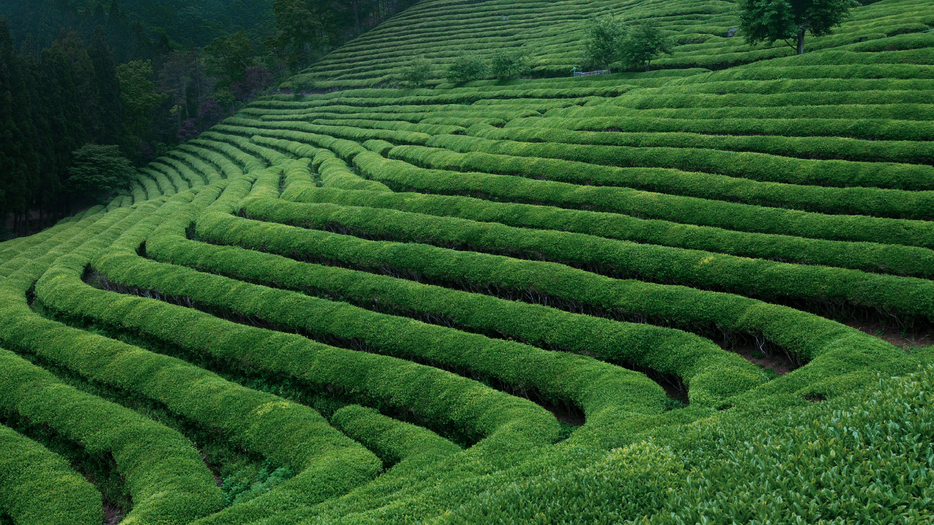 Bujizan tea plantations