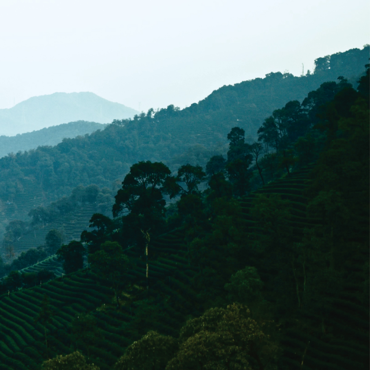 Why Oriental Leaf Tea is the Next Big Trend in Global Beverages