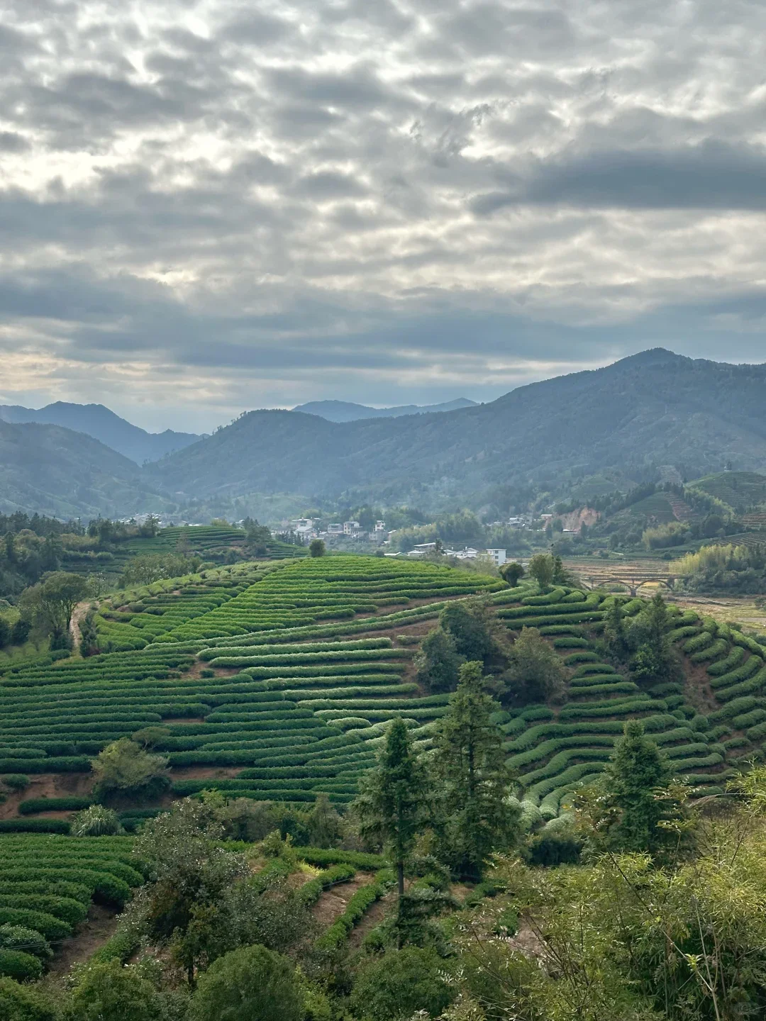 Wuyishan tea garden, Fujian
