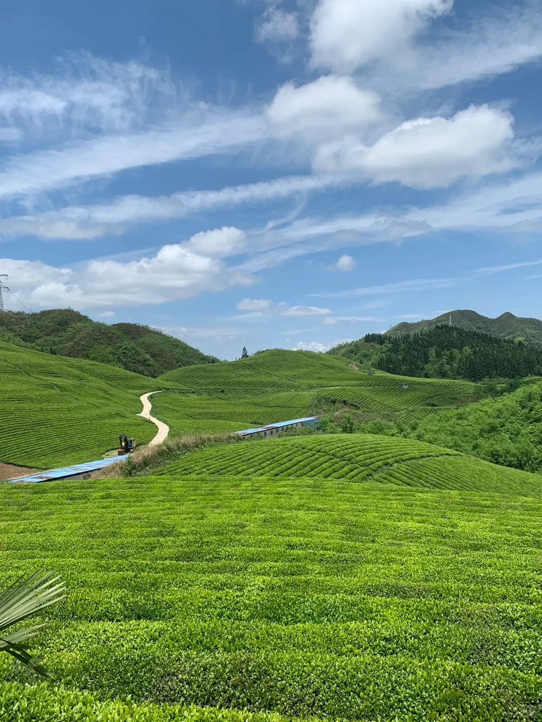 贵州绿茶茶园