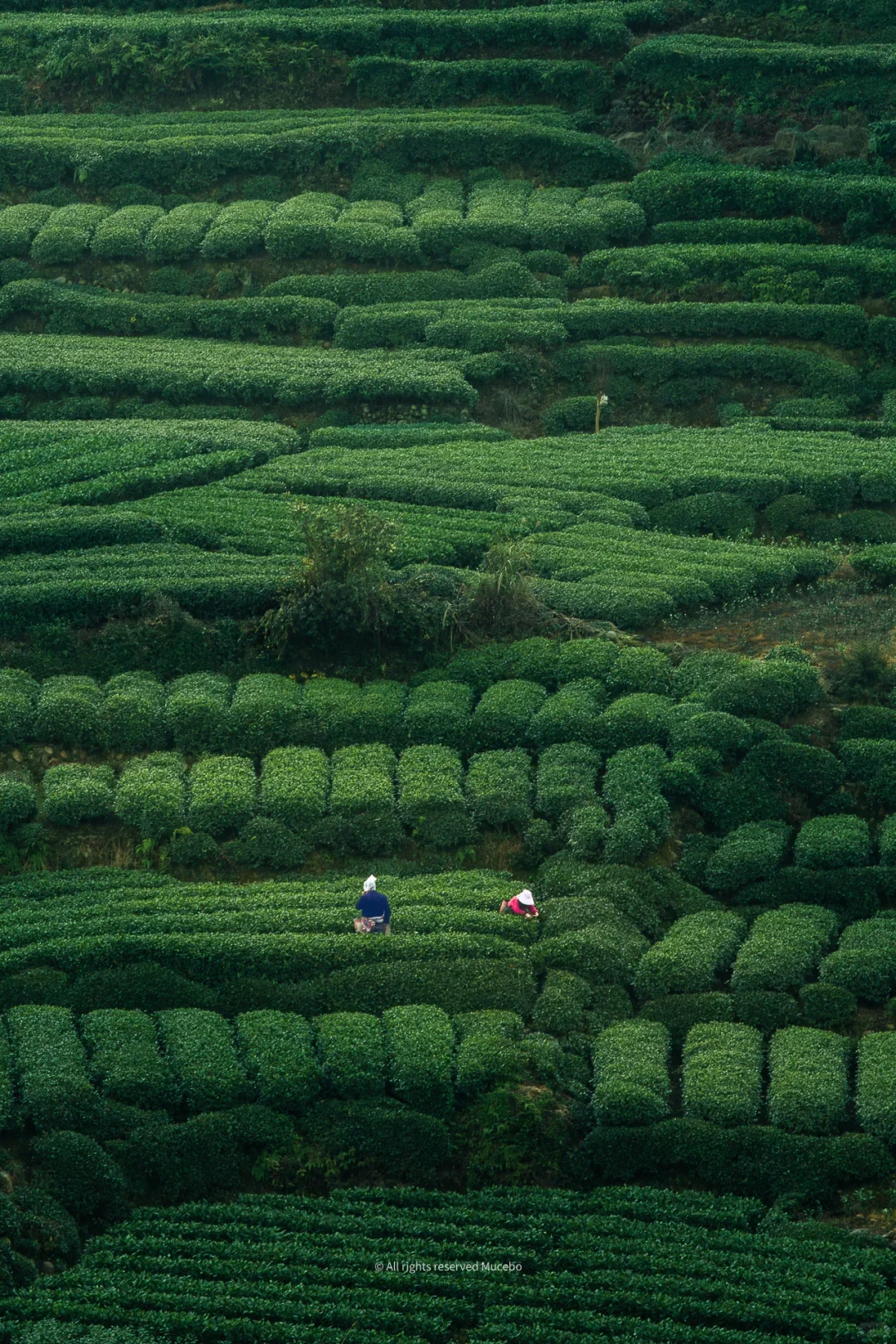 Sichuan green tea garden