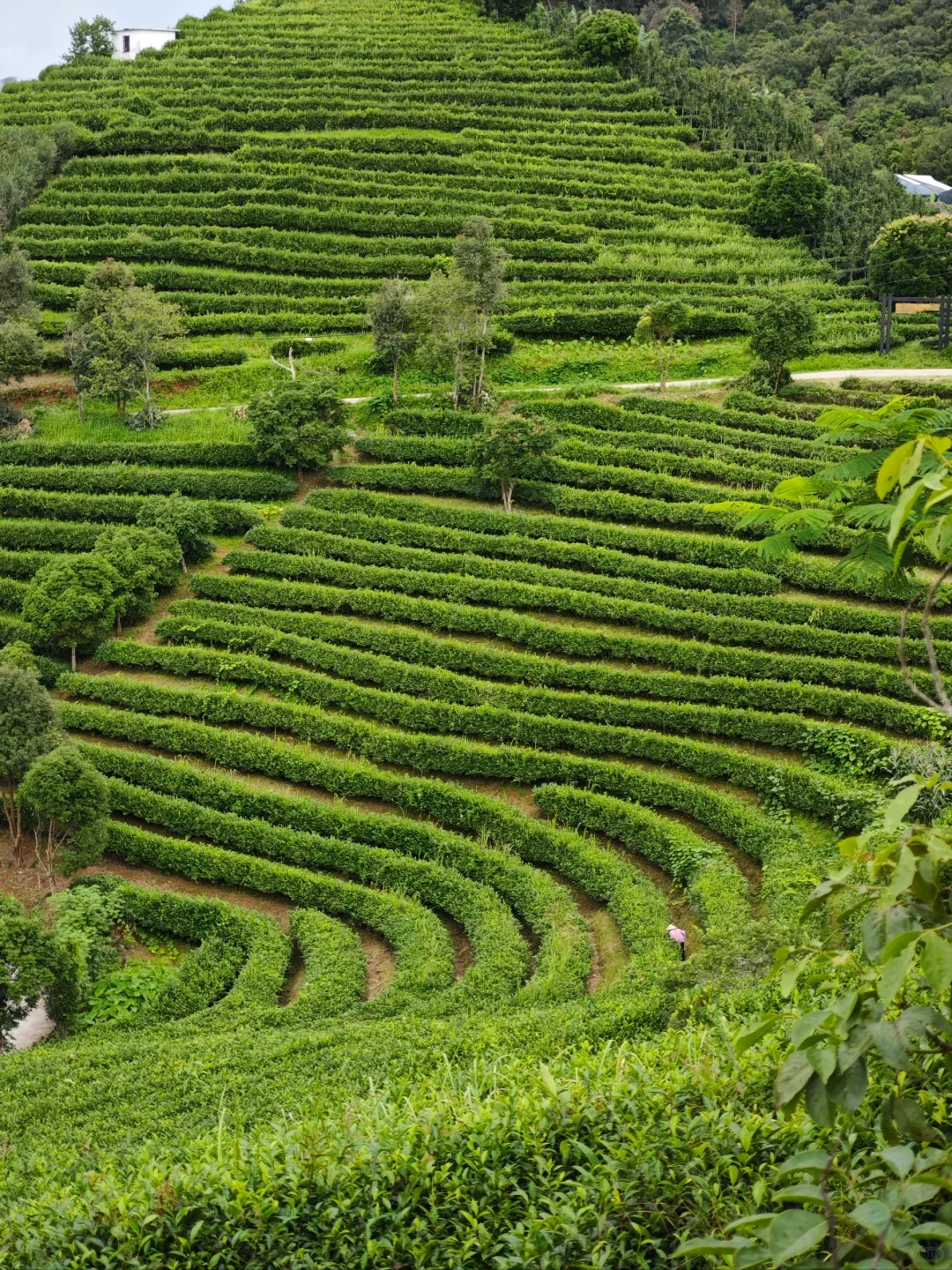 Yunnan black tea garden