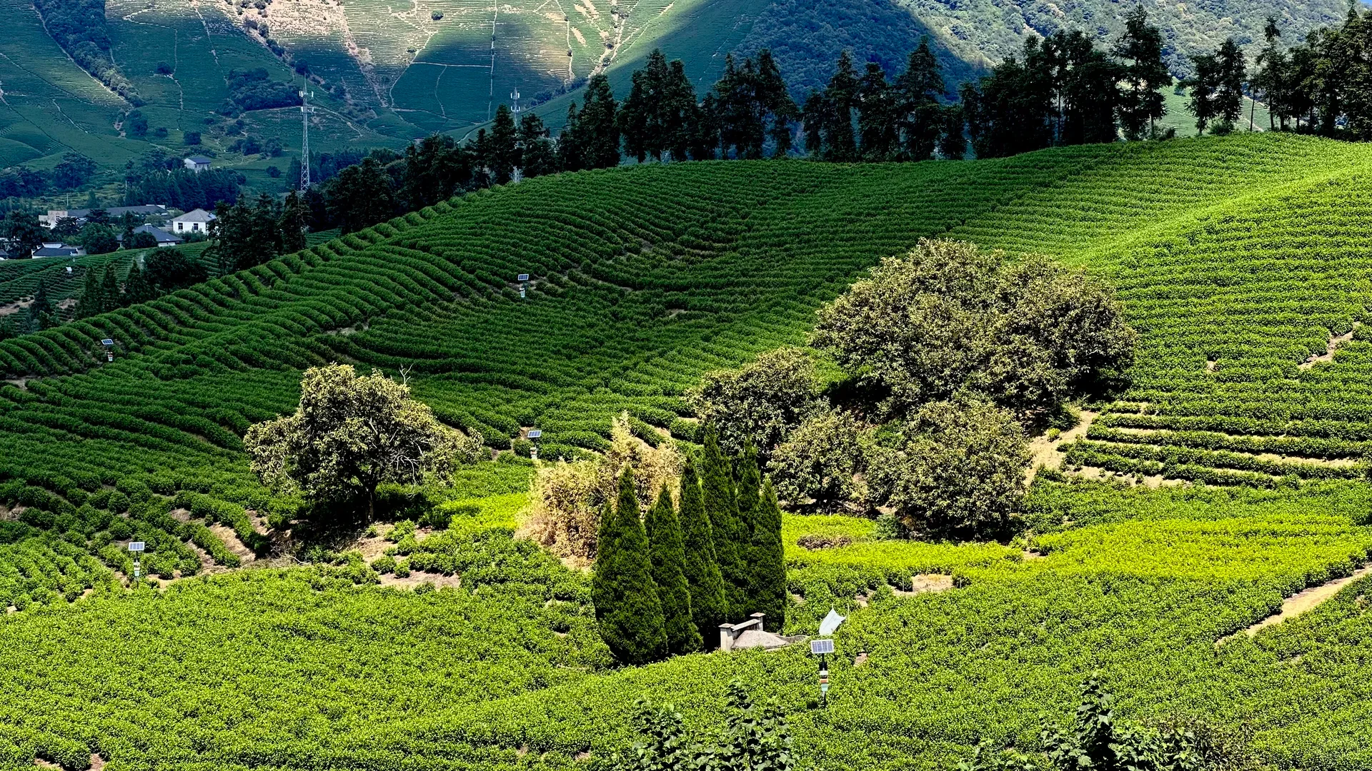 Zhejiang tea garden