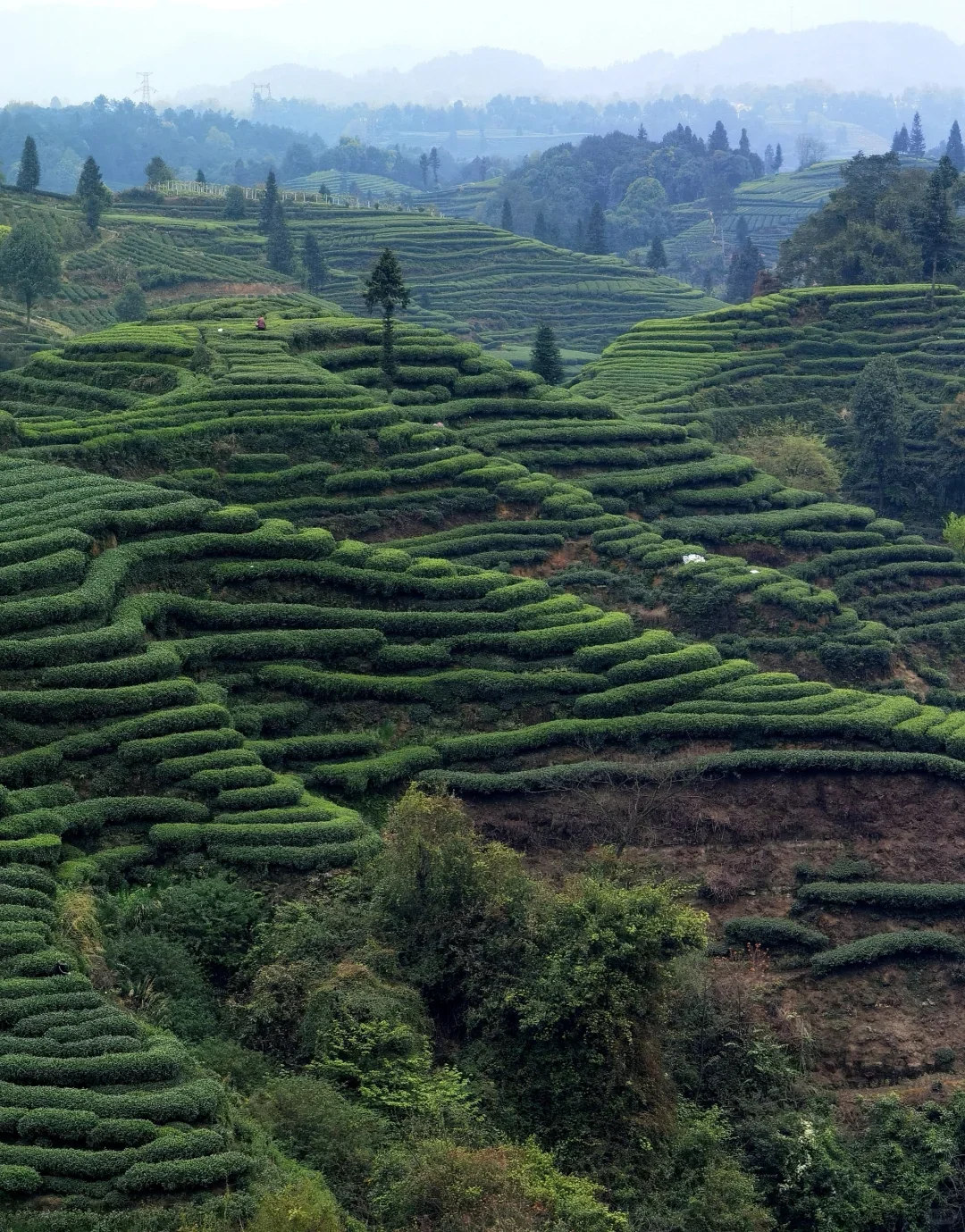 Fujian Longyan Oolong Tea Plantation